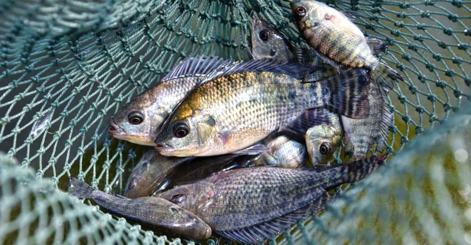 Harties harbour catch your lunch