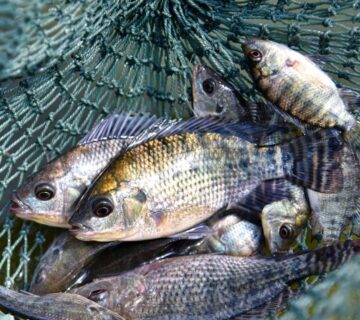 Harties harbour tilapia Fishing